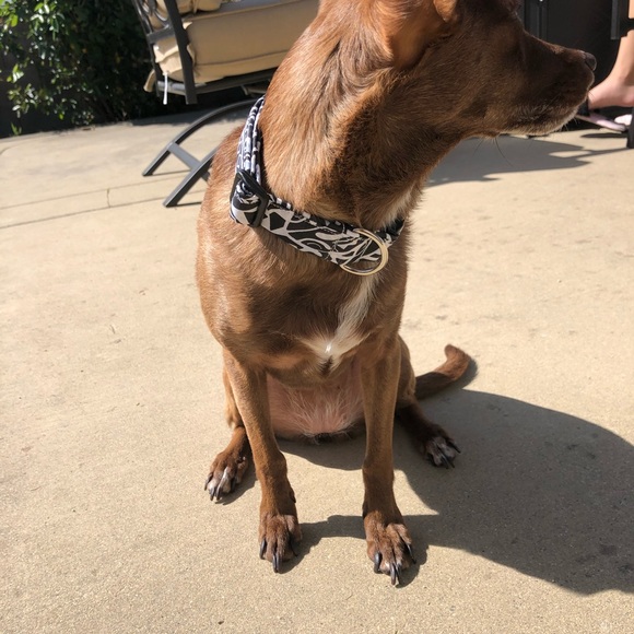 Dog Collars - Picture 5 of 8